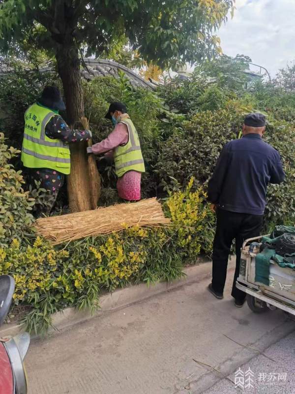 6t体育“牢记嘱托 真旺五年”丨城市绿化精细化管理 市民尽享绿色生态福祉(图5)