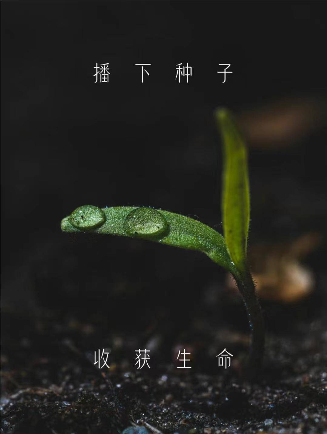 6t体育植树节【手植绿意春意盎然】(图1)