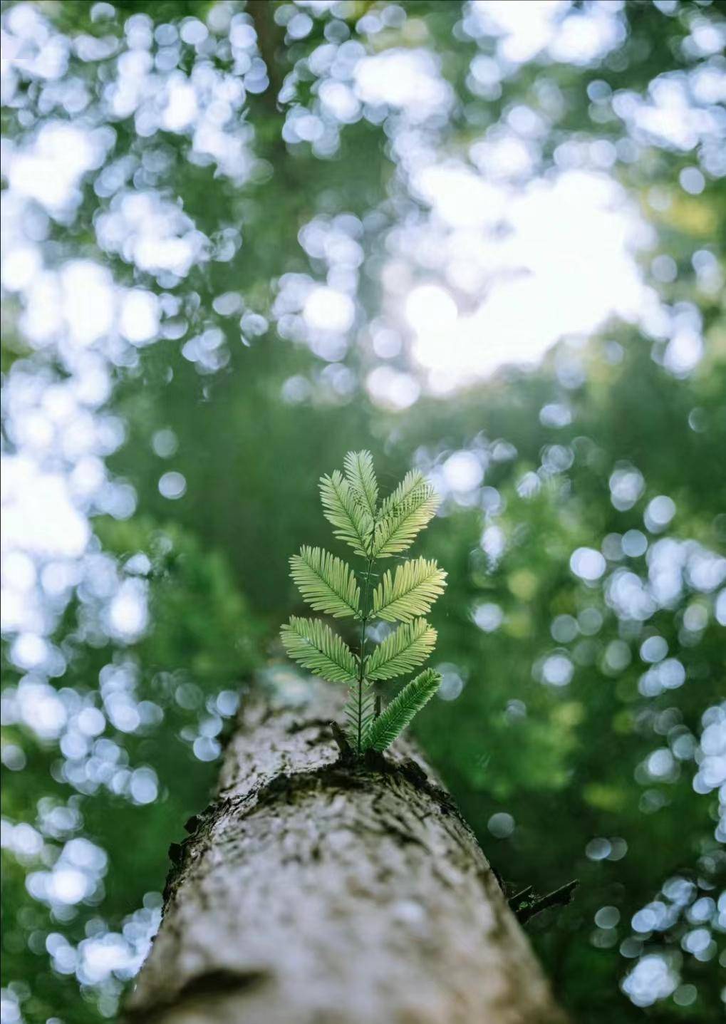 6t体育植树节【手植绿意春意盎然】(图2)